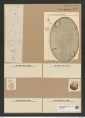 Diatomeae indet. (de-Toni-Nr.: Species 3437 ?, 4456x ?) Zeichnungen Sammlung Grunow Nr. 8022 (NHMW-BOT-W0377327)